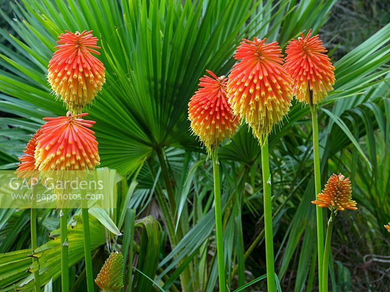 Kniphofia rooperi - Rooper's Red Hot Poker - in front of palm leaves 