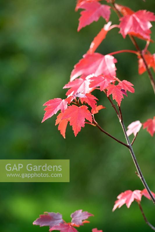 Acer rubrum 'Sun valley' - Red maple