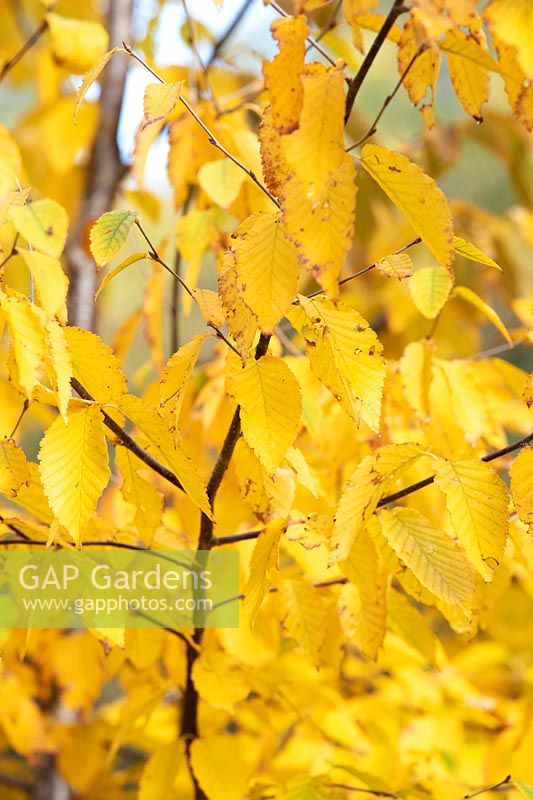 Betula alleghaniensis - Gray birch, Yellow birch