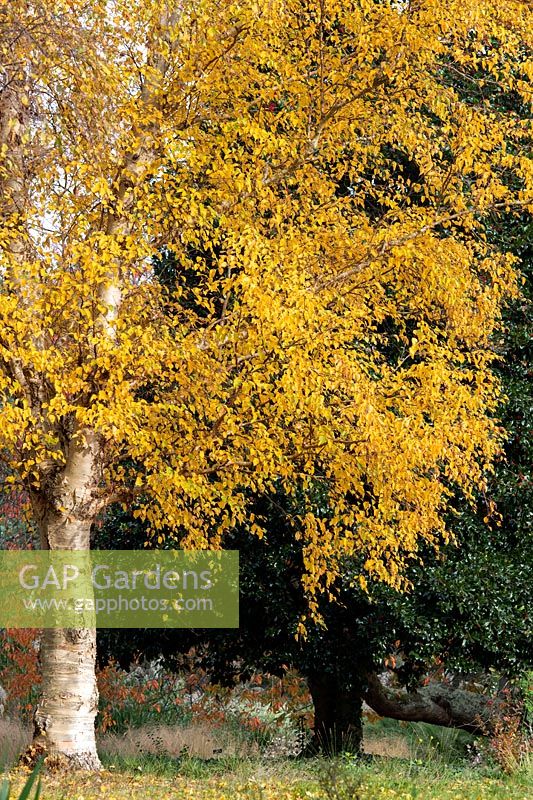 Betula ermanii - Gold birch