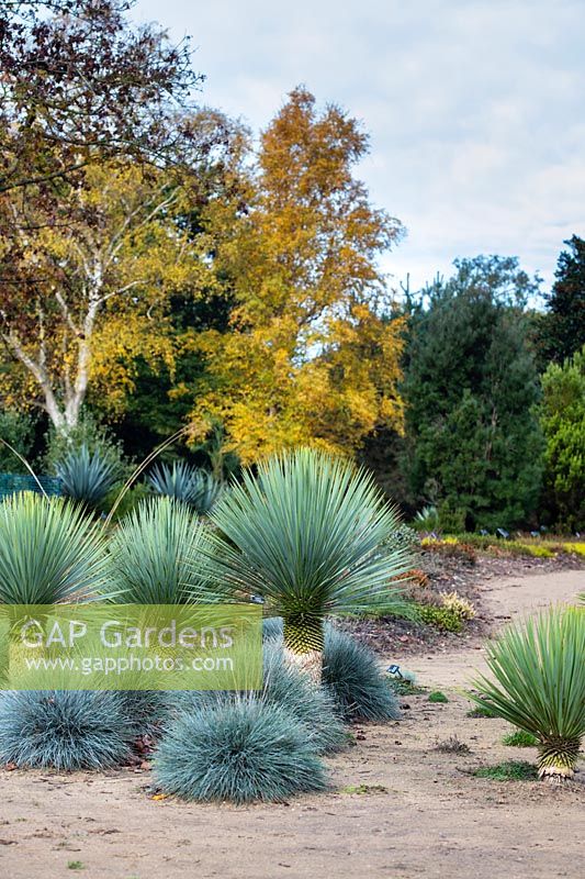 Yucca rostrata and Festuca glauca 'Elijah Blue' - Beaked yucca tree 