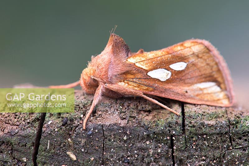 Plusia festucae - Gold Spot moth