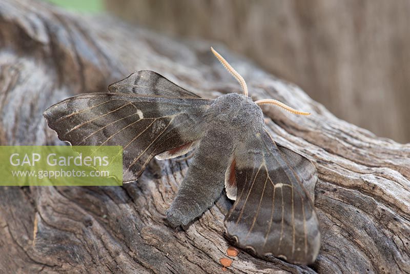 Laothoe populi  - Poplar Hawk moth