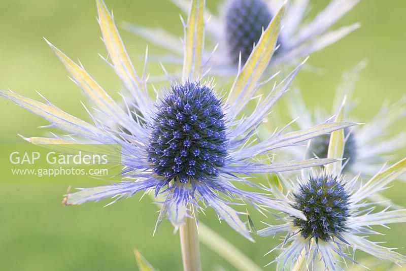 Eryngium x zabelii 'Neptune's Gold' - Sea Holly 'Neptune's Gold'