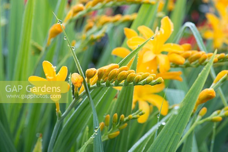 Crocosmia x crocosmiiflora 'George Davison'