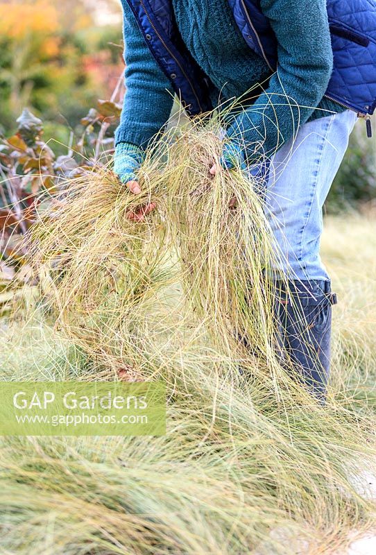 Woman pulling dead leaves from ornamental grass - Carex comans 'Frosted Curls'