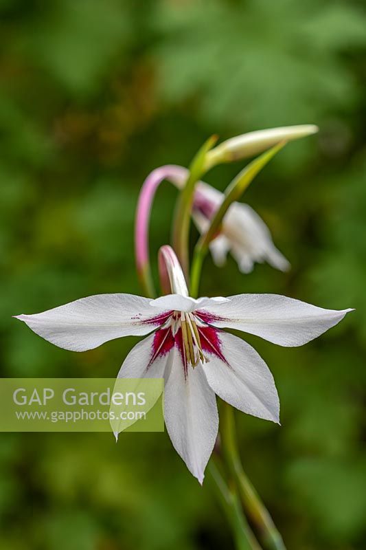 Gladiolus murielae - Abyssinian gladiolus