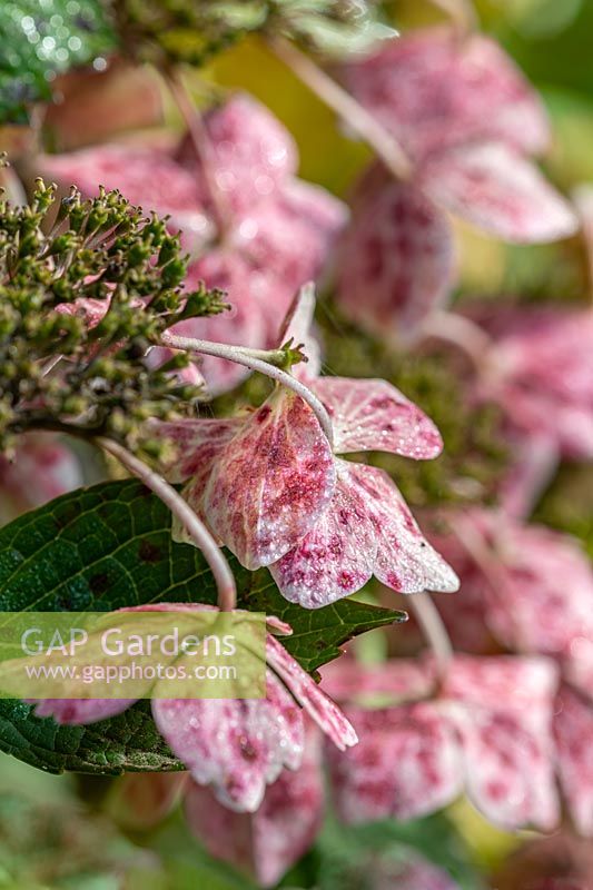 Hydrangea macrophylla 'Mariesii Perfecta' syn. 'Blue Wave' after colour