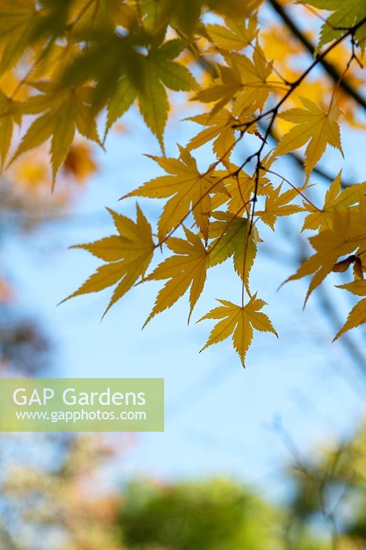 Acer tataricum subsp. aidzuense tree foliage in autumn