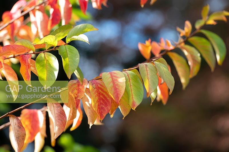 Lagerstroemia indica 'Sarah's Favorite' - Crape myrtle 'Sarah's Favorite' foliage in autumn. 