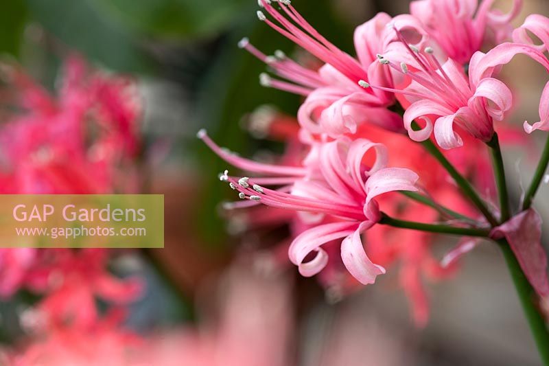 Nerine 'Miss eva godman'