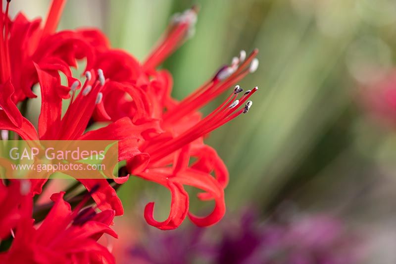 Nerine 'Nidia'