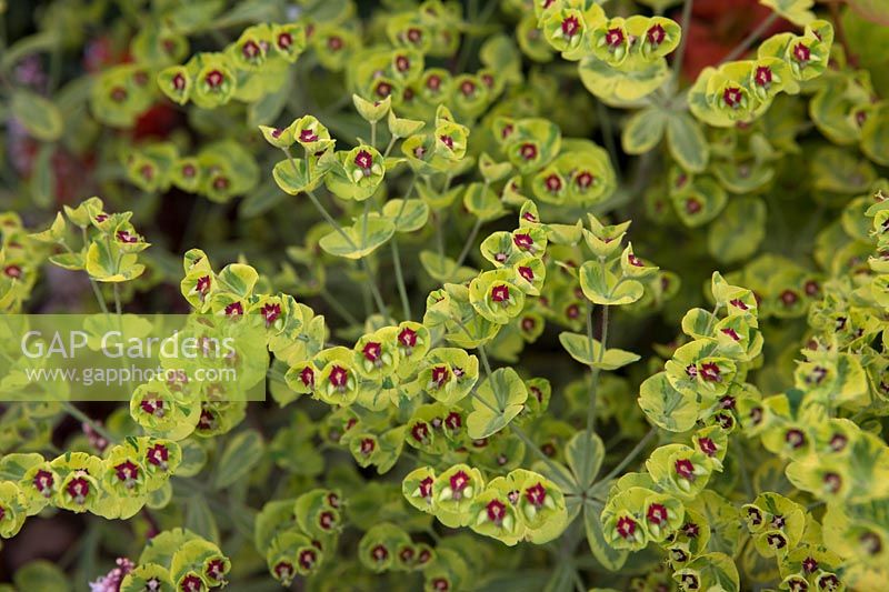 Euphorbia Ã— martini 'Ascot Rainbow' - Martin's spurge 'Ascot Rainbow'
 