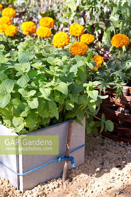 Lemon balm growing in stone container with Marigolds in the background. 