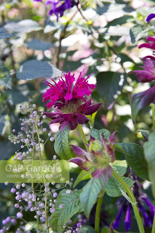 Monarda didyma 'Fireball' - Beebalm 'Fireball'