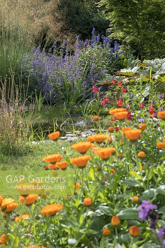 Garden Pond with Marigold, Salvia, Erysium, Nepeta