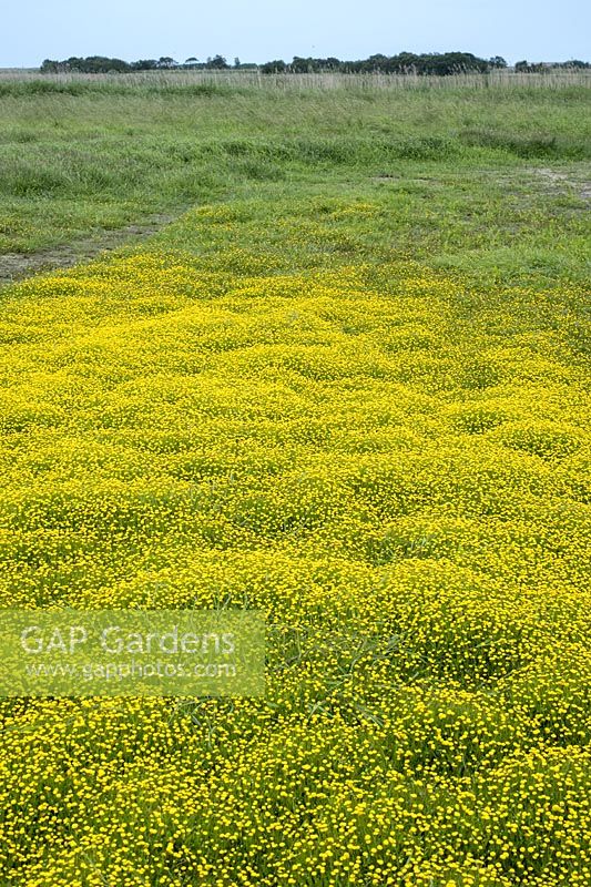 Cotula coronopifolia - Buttonweed on Norfolk Grazing marsh