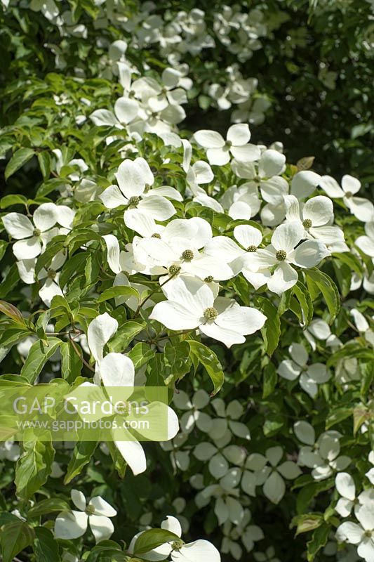 Cornus florida