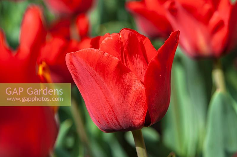 Tulipa 'Merry Go Round'