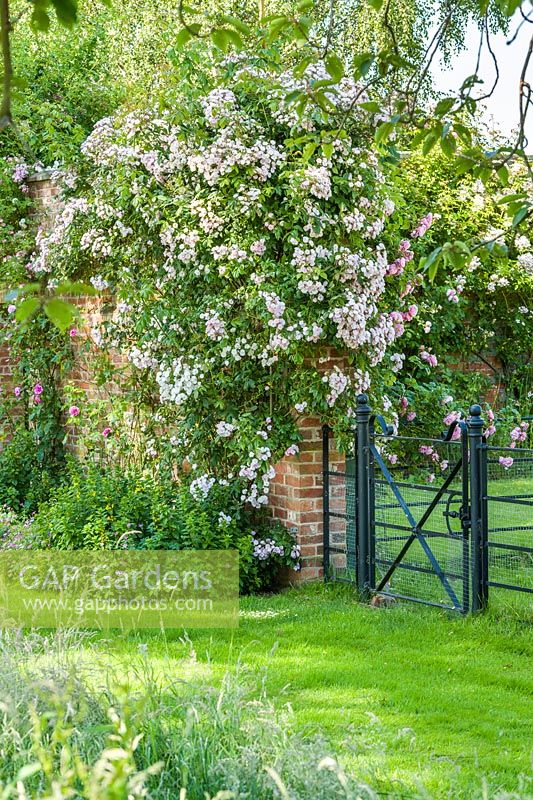 Rosa 'Belvedere' and 'Strawberry Hill'