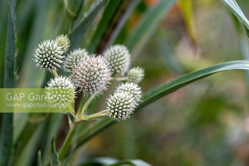 Eryngium yuccifolium - Button Snakeroot 