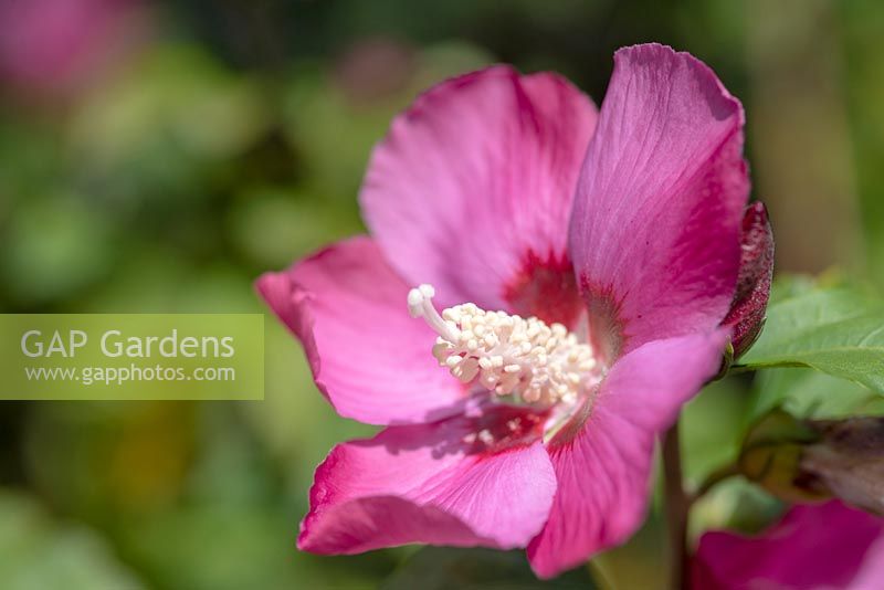 Hibiscus syriacus 'Woodbridge' - Rose of Sharon