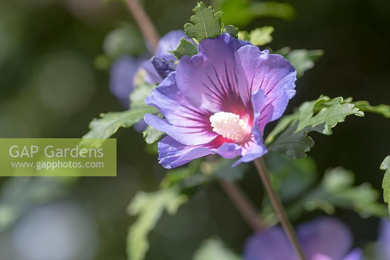 Hibiscus syriacus 'Oiseau Bleu' - syn Hibiscus syriacus 'Blue Bird' - Rose of Sharon'