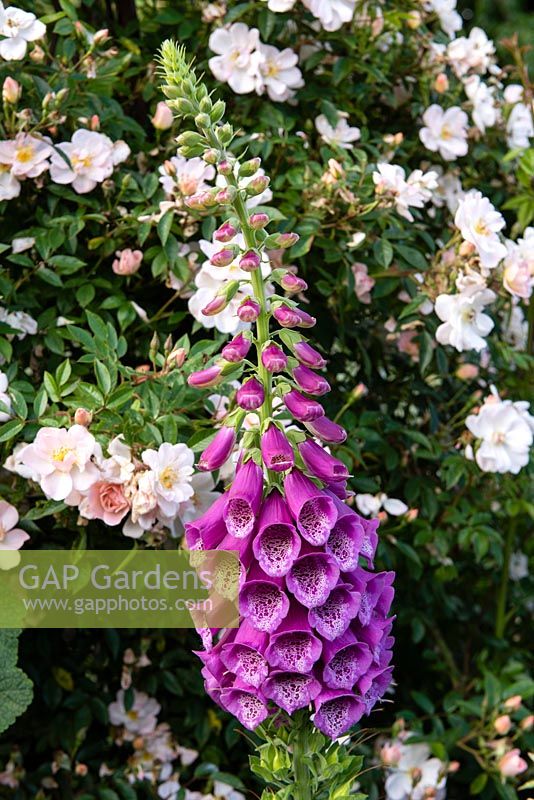 Foxglove against Rosa 'Open Arms' in the long border 
