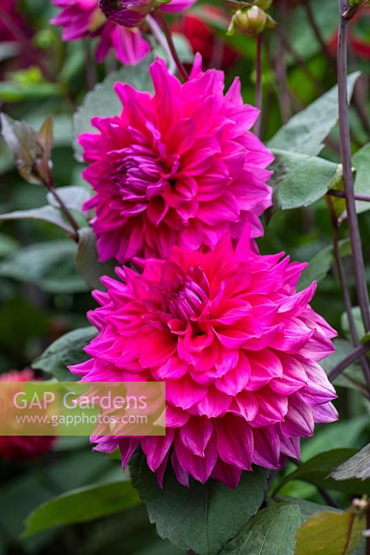 Dahlia 'Engelhardts Matador' 