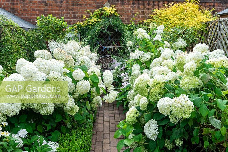 Brick path, edged in box hedges, leads to an arbour, edged in white Hydrangea arborescens 'Annabelle' and Fuchsia 'Hawkshead'.