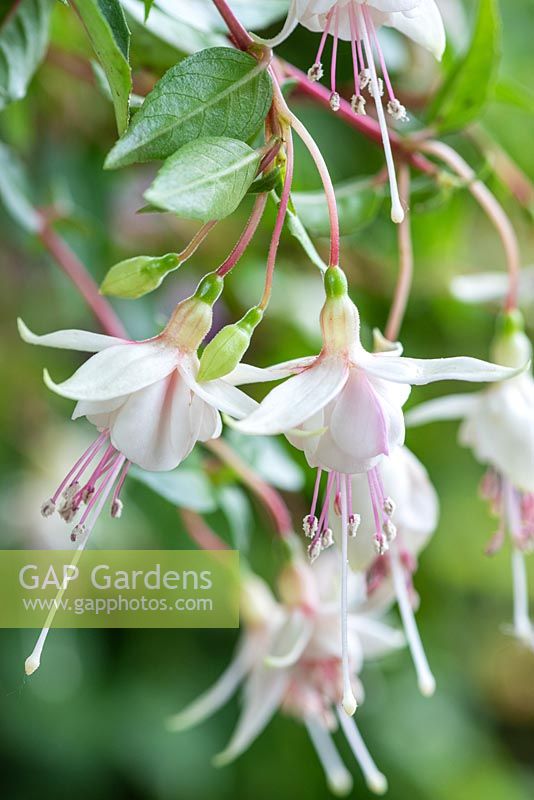 Fuchsia 'Flying Cloud'