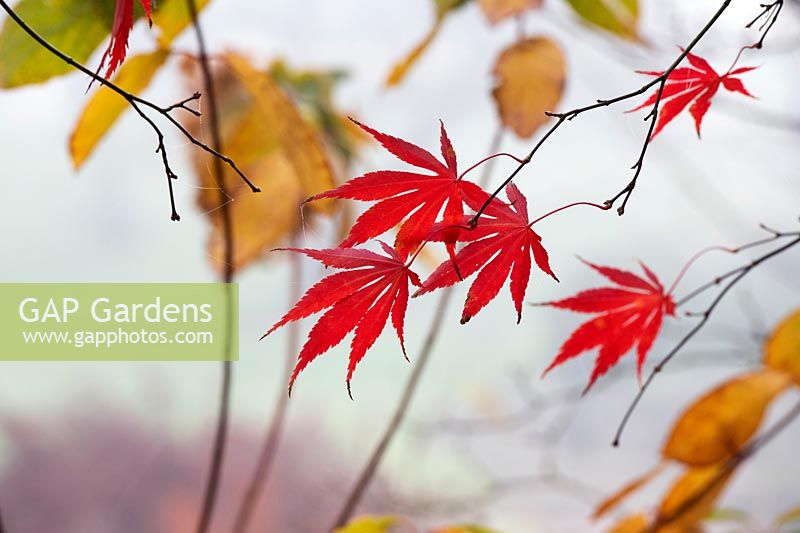 Acer palmatum 'Shojo Shidare' - 'Shojo Shidare' Japanese Maple leaves in the autumn fog. 