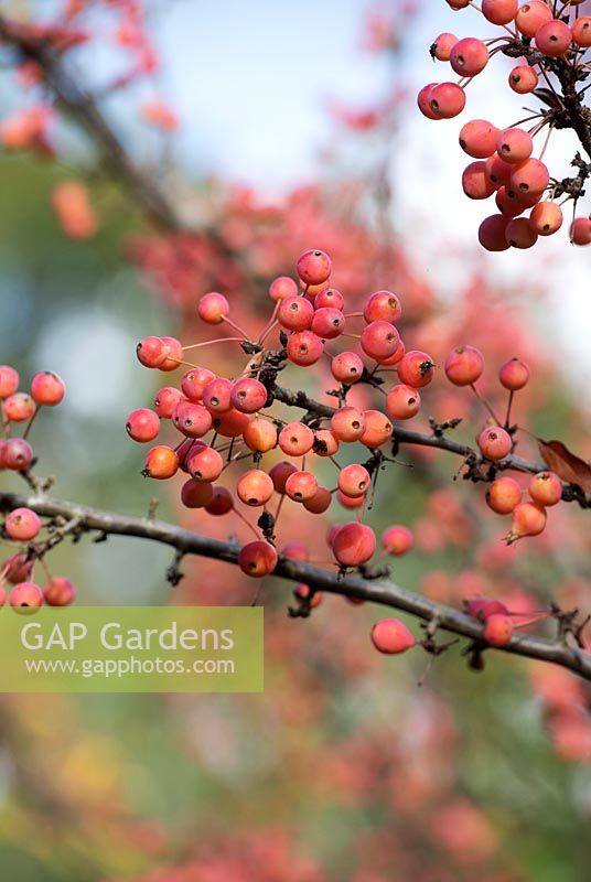 Malus 'Adirondack' - Crab apple 'Adirondack'