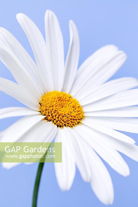 Leucanthemum - Shasta Daisy