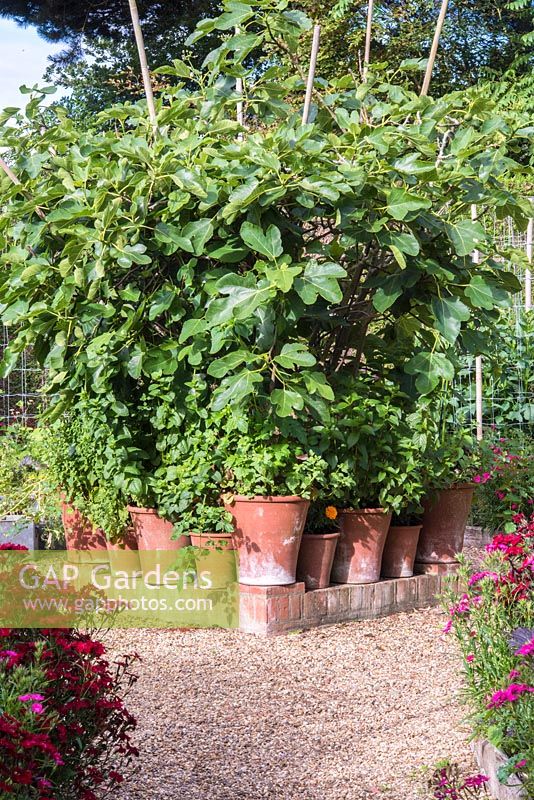 Large ficus in container with pots of mentha