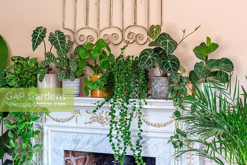 House plants on a mantelpiece from left to right: Hanging Devil's Ivy or Marble Pothos, Alocasia 'Polly', Calathea 'Herringbone', Chinese money plant, Lipstick Plant 'Rasta' or Aeschynanthus radicans 'Rasta', Anthurium clarinervium, Satin pothos, Fiddle leaf fig and Areca palm.g