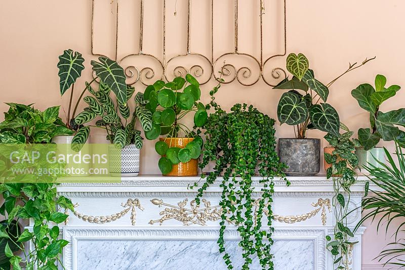 House plants on a mantelpiece from left to right: Hanging Devil's Ivy or Marble Pothos, Alocasia 'Polly', Calathea 'Herringbone', Chinese money plant, Lipstick Plant 'Rasta' or Aeschynanthus radicans 'Rasta', Anthurium clarinervium, Satin pothos, Fiddle leaf fig and Areca palm.