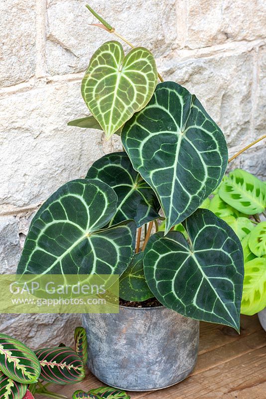 Anthurium clarinervium has large, heart shaped leaves with white veining, that are velvety to the touch.
