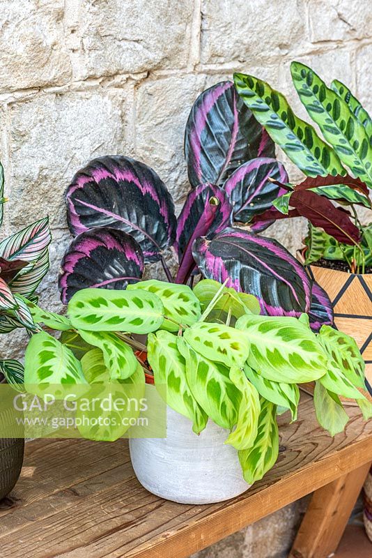Calathea leopardina has bright green leaves decorated with a darker pattern. Behind, Calathea roseopicta 'Dottie', and Calathea lancifolia.