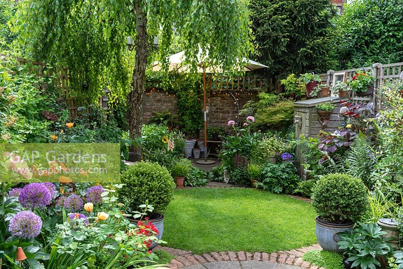 Circular lawn and rear patio enclosed in borders of roses, hardy geraniums, foxgloves, ferns and peonies, in the shade of a weeping birch. Pots of clipped small-leaved hollies, Ilex crenata 'Kinme'.