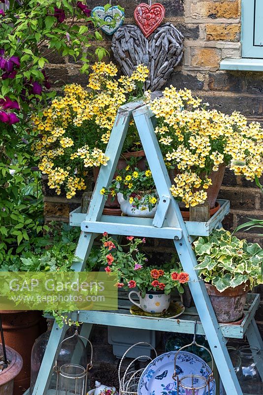 A pot of Nemesia 'Nesia Sunshine' rests ontop of an old painted ladder.