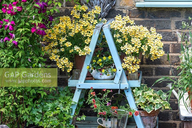 A pot of Nemesia 'Nesia Sunshine' rests ontop of an old painted ladder.