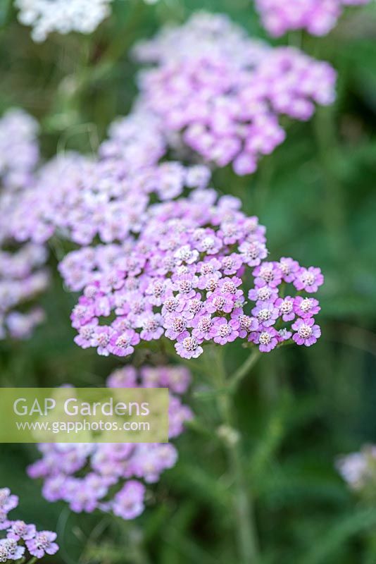 Achillea 'Lilac Beauty' - Yarrow 'Lilac Beauty