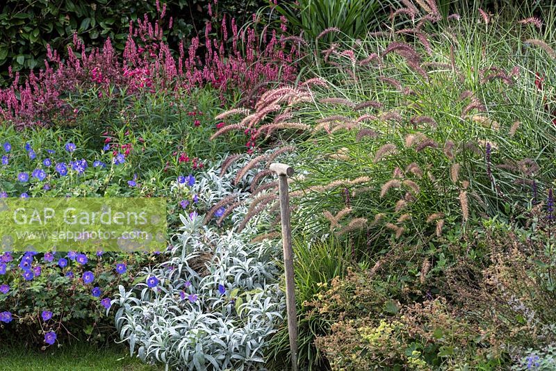 Mixed autumn border with Pennisetum orientale 'Karley Rose' mingling with clumps of silvery Artemisia, Geranium 'Rozanne', Penstemon and Persicaria.