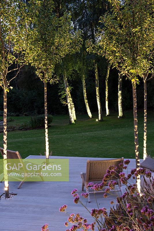 View between trunks of four 'Chanticleer' ornamental pear trees planted on lowest deck, out to spinney of silver birches planted in lawn.