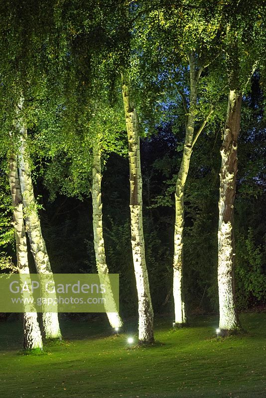 Seen from the deck at night, a floodlit spinney of silver birches planted in lawn.
