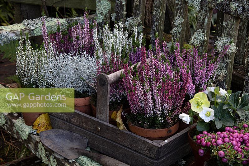 Wooden trug of potted autumn plants including flowering Calluna, Hellebore, Pernettya and Calocephalus. 