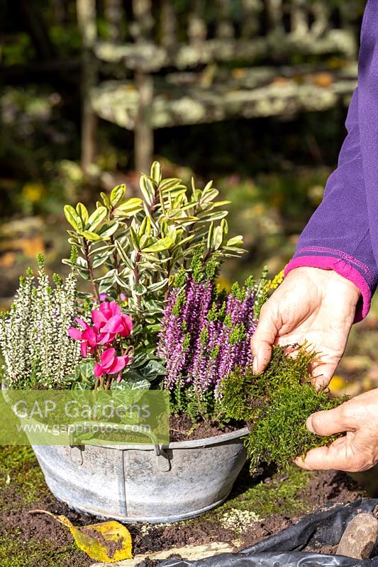 Person dressing mixed container of autumn-interest plants with moss. 