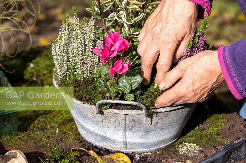 Top dressing with moss on planted vintage galvanised container with Autumn plants. Bud flowering heathers, Hebe, Cyclamen, Viola 