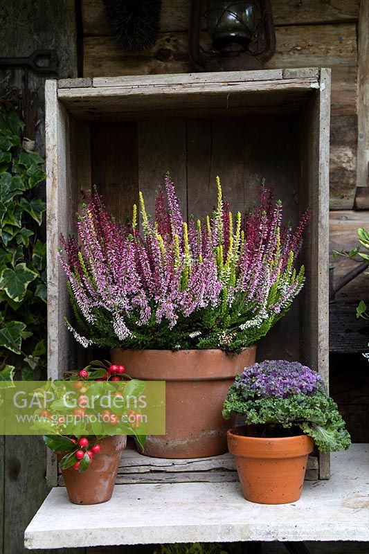 Mixed colours bud-flowering heather - Calluna vulgaris in rustic display with Autumn plants. Calacephalus, Brassica,